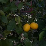 بيت للعطل Stella